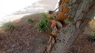 Chinese Elm (Ulmus parvifolia)