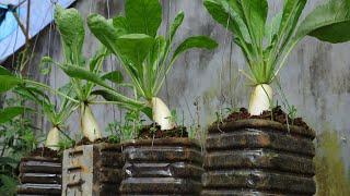 Growing White Radish Hanging At Home Unexpected Results