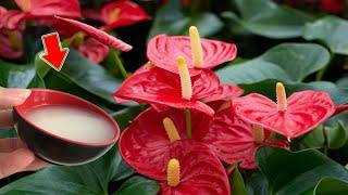 1 Cup A Week! Anthurium Without Flowers Suddenly Blooms Like Crazy!