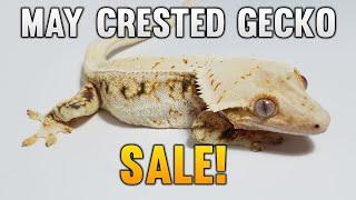 May Male Crested Gecko Sale! 30% Off! 2022