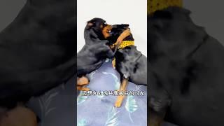 只有这个时候的一坨才变成了舔狗 #一坨 #罗威纳 #罗威纳护卫犬 #rottweiler #pets #向威和一坨 #animals #funny