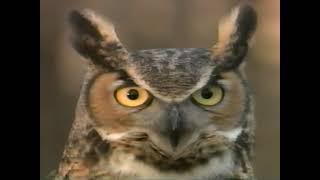 "Owls Up Close" VHS