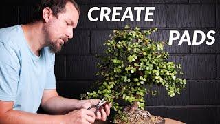 How to Shape Branches of an Indoor Bonsai (Dwarf Jade)