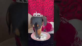 Princess Grace, the Royal Dachshund critiques a dessert