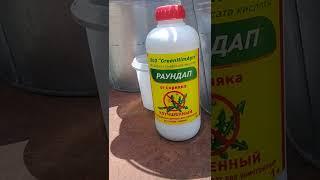 Карагач повержен