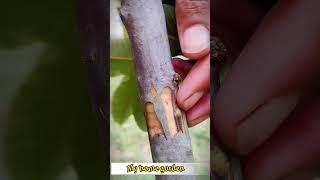 4 in 1 Grafting . Best Method to Graft Guava in  Late Summer.
