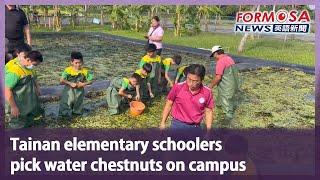 Tainan elementary schoolers pick water chestnuts on campus｜Taiwan News