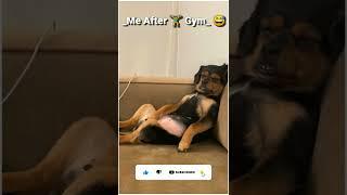 cute puppy sleeping  status  #Shorts