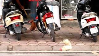 Ga Ha Noi - Main HaNoi train station, Vietnam - Chicken 01