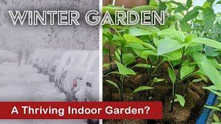 Winter Is Coming! Grow Tomatoes, Peppers and More Indoors Now! ️