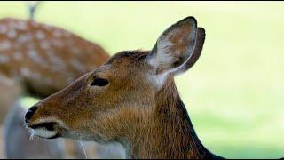 Deer Proving to Be Major Problem for Cotton Producers