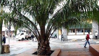 Jubaea Chilensis - Large plants for public spaces