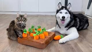 Huskies VS Cats: Who Wins the Carrot Puzzle? New IQ Test