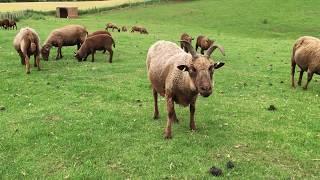 Manx Loaghtan lambs now just over two months old (2020)