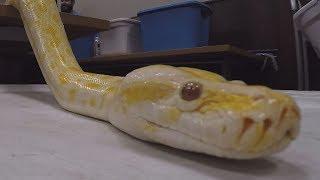 Snake Encounters at the Irving Public Library