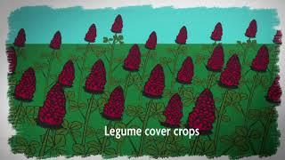 What is Sustainable Agriculture? Episode 2: Cover Crops and Soil Health