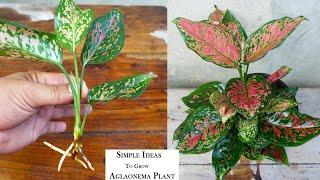 How to grow and care Aglaonema Plant | Aglaonema propagation Easy way