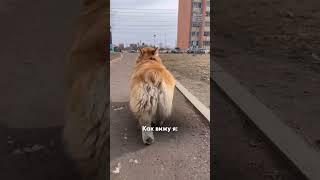 Лучшая часть корги