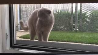 Sochi The Cat: Mind Games / s02.e15 HD