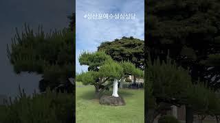 #천주교 #수도원 #가톨릭 #제주교구 #성당순례14 #성산포예수성심성당 #catholic #catholicfaith #catholicchurch #pilgrimage
