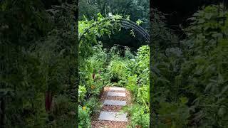 My Summer Garden #gardening #gardenary #backyardgardening #gardendesign