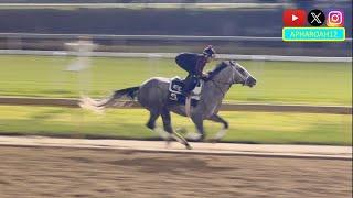 Preakness Winner Seize the Grey Records Final Breeze Before the 2024 Breeders' Cup Dirt Mile