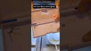작은 행복 #고금매입 #금값 #쥬얼리루이 #링링언니