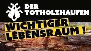 Naturmodul Totholzhaufen / Ein wichtiger Lebensraum!