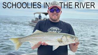 Striped Bass Fishing with live Mackerel. Maine Striper Fishing.