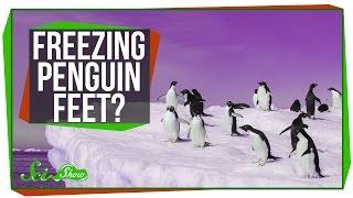 Why Don't Penguins' Feet Freeze?