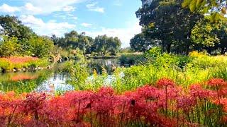 【河川環境楽園・オアシスパークの花】　岐阜県各務原市（かかみがはらし）　2024年10月6日（日）