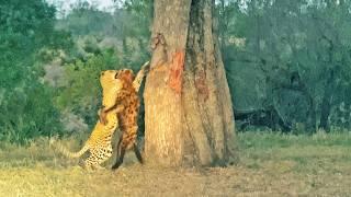 Leopard Struggles to Drag Entire Hyena Into Massive Tree