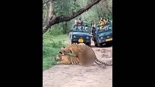 Rare Sighting: Tigers Mating in Zone 6 of Ranthambore