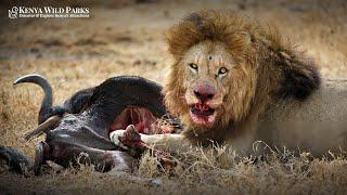 How Often Do Lions Eat?