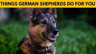 10 Things Your German Shepherd Do for You Without You Knowing