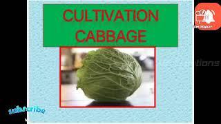 JRF Horticulture classes on Cabbage cultivation&imp topics#agriculture #jrfhorticulture #jrf#jrf2024