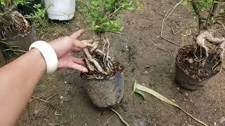 Lựa và Báo Giá Hồng Ngọc Mai Quái Làm Bonsai ️0933368532 linhsamhuongnuitrainguyetquekimquytmekhe