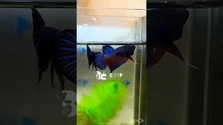 @bettacastle3662 Boxer Betta #bettafish #bettahobby #boxer #bettas #exotic #wildbetta #aquarium