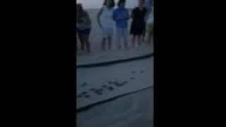 Turtle egss hatching on Bald Head Island North Carolina