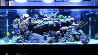 Reef Tank Maintenance and Water Changes