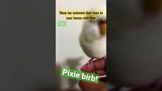 Pixie lives in my house rent-free!| Pixie’s Diary