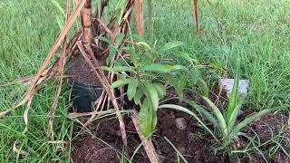 Young Sapodilla Tree