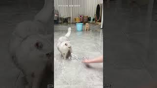 【#乔巴日记】猫咪：惹谁都不能惹女人 #萌宠成精了 #猫咪的迷惑行为 #猫咪