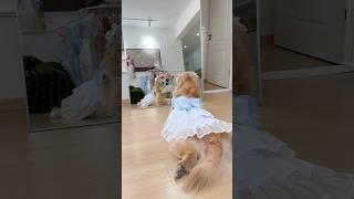 This Golden is SO obsessed with herself ️