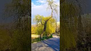 Springtime in Bucharest, Romania | The Most Beautiful Parks of Bucharest in Spring: Morarilor Park