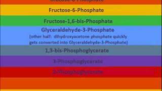 Glycolysis Do Re Mi