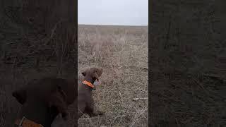 Курцхаар. Коротко о породе German Shorthaired Pointer