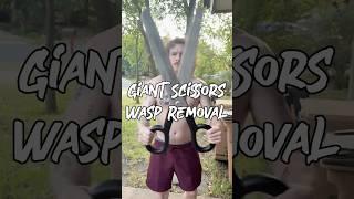 Giant scissors wasp removal