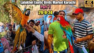 Lalukhet Exotic Birds and Parrots Market Karachi 29-9-24 Part 2 Latest Updates | Rare Unique Birds