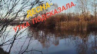 Лёгкая прогулка по ДЕСНЕ со спинингом #рыбалканареке #щуканавоблер #fishing